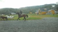 Gaucho