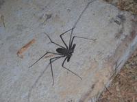 Geißelspinne