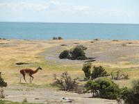 Guanaco in Punta Tombo