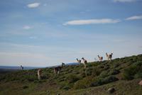 Guanakos im Torres del Paine Nationalpark
