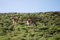 Guanakos im Torres del Paine Nationalpark
