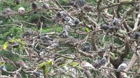 Guayaquil- Leguan-Park - Leguane und Tauben auf einem Baum