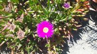 Halbinsel Valdés (Punta Delgada - Mittagsblume)