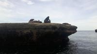 Halbinsel Valdés (Punta Pirámide - Seeelefanten-Beobachtung)