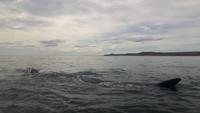 Halbinsel Valdés (Punta Pirámide - Wal-Beobachtung)