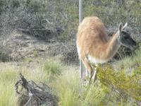 Halbinsel Valdes - Guanaco
