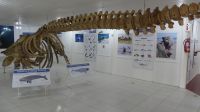 Halbinsel Valdes, Walskelet im Informationszentrum