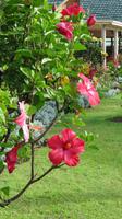 Hibiskus