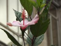 Hibiskus