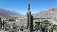 Humahuaca-Schlucht - Pucará de Tilcara