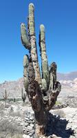 Humahuaca-Schlucht - Pucará de Tilcara