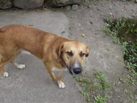 Hund bei Banos