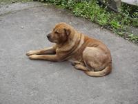 Hund bei Banos