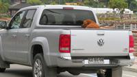 Hund macht eine Ausfahrt
