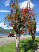 IMG 9039 Feuerbaum
