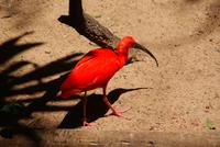 Ibis