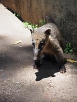 Iguazú: Nasenbär