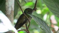 Iguazu Brasilien (110)
