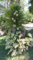 Iguazu Brasilien (29)