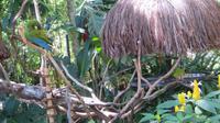 Iguazu Brasilien (43)