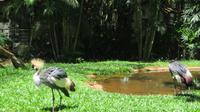 Iguazu Brasilien (45)