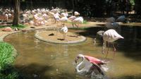 Iguazu Brasilien (48)