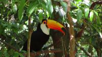 Iguazu Brasilien (68)