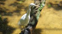 Iguazu Brasilien (69)