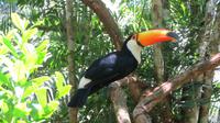 Iguazu Brasilien (72)