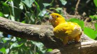 Iguazu Brasilien (84)