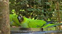 Iguazu Brasilien (87)