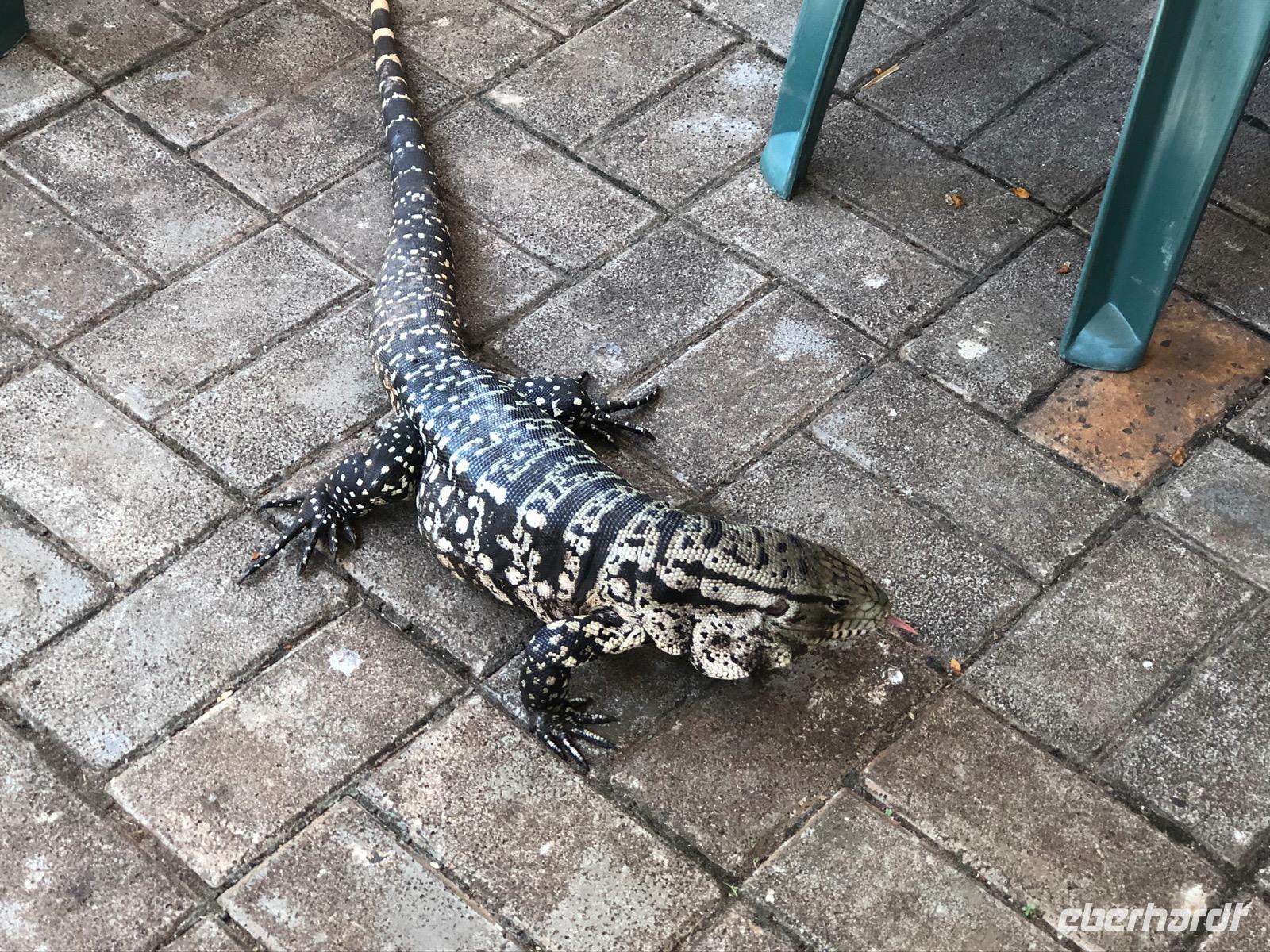 Iguazu Wasserfälle Leguan im Restaurant