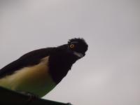 Iguazu Wasserfälle, Argentinien