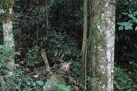 Iguazu Wasserfälle