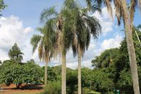 Iguazu Wasserfälle