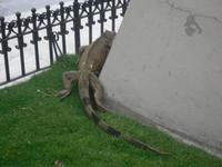 Im Park der Leguane
