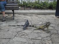 Im Park der Leguane