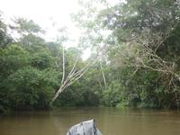 Im Regenwald