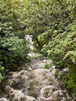 Im Urwald