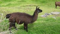 Ingapirca - Inka-Anlage - Lamas