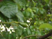 Insel Floreana: Avocadobaum