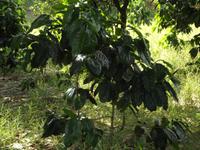 Insel Floreana: Kaffeebaum auf Farm