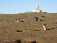 Insel Magdalena