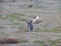 Insel Magdalena
