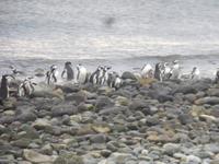 Insel Magdalena
