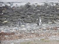 Insel Magdalena