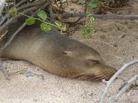 Insel Seymour Norte
