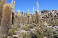 Isla Incahuasi, Bolivien