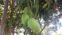 Itaipú-Wasserkraftwerk (Brasilien) - Mango-Baum