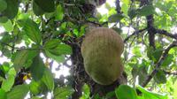 Jackfrucht